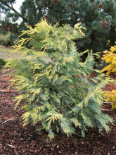 Load image into Gallery viewer, Chamaecyparis lawsoniana cv.Snow Queen