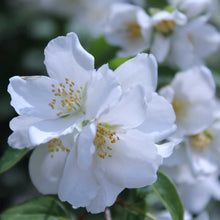 Load image into Gallery viewer, Choisya ternata - Mexican Orange Blossom