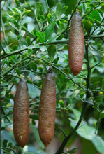 Load image into Gallery viewer, Citrus australasica Rainforest Pearl PBR Finger Lime Grafted