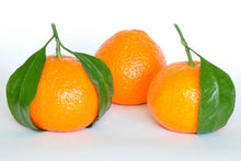 Load image into Gallery viewer, Citrus reticulata Japanese Seedless (Mandarin)