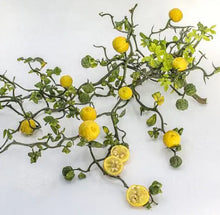 Load image into Gallery viewer, Citrus trifoliata Flying Dragon