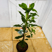 Load image into Gallery viewer, Clethra arborea Lily of the Valley