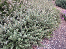 Load image into Gallery viewer, Correa alba Compacta