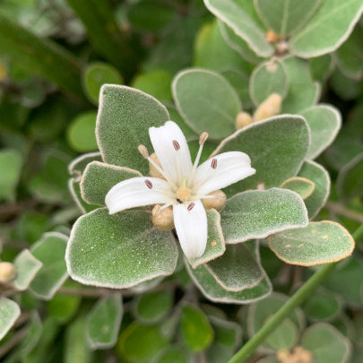 Correa alba Compacta – Mountain View Nursery