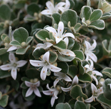 Load image into Gallery viewer, Correa alba Star Showers