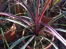 Load image into Gallery viewer, Cordyline australis Can Can