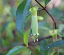 Load image into Gallery viewer, Correa baeuerlenii Chef's Cap