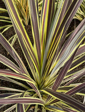 Load image into Gallery viewer, Cordyline banksii Electric Flash tm