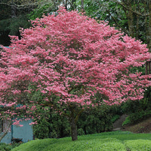 Load image into Gallery viewer, Cornus florida Rubra