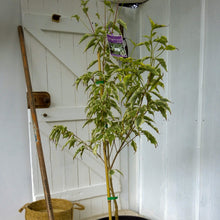 Load image into Gallery viewer, Cornus kousa Wolf Eyes