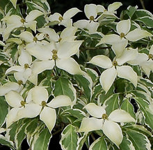 Load image into Gallery viewer, Cornus kousa Wolf Eyes