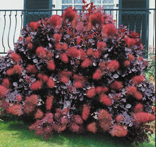 Load image into Gallery viewer, Cotinus coggygria Royal Purple Smoke Bush