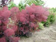 Load image into Gallery viewer, Cotinus coggygria Royal Purple Smoke Bush