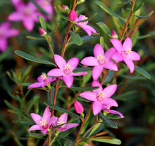 Load image into Gallery viewer, Crowea exalata Darkside