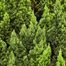 Load image into Gallery viewer, Cupressocyparis leylandii Leighton Green