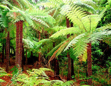 Load image into Gallery viewer, Cyathea australis