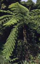 Load image into Gallery viewer, Cyathea australis