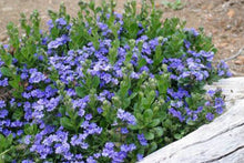 Load image into Gallery viewer, Dampiera linearis Cobalt Mound