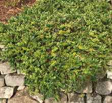 Load image into Gallery viewer, Darwinia citriodora Seaspray