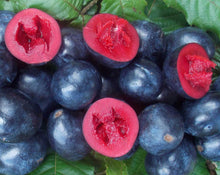 Load image into Gallery viewer, Davidsonia pruriens Davidsons Plum