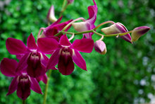 Load image into Gallery viewer, Dendrobium Orchid