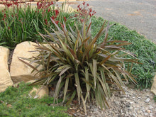 Load image into Gallery viewer, Dianella tasmanica PBR Blaze tm