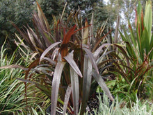 Load image into Gallery viewer, Dianella tasmanica PBR Blaze tm