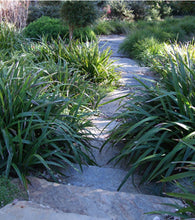 Load image into Gallery viewer, Dianella tasmanica (TR20) PBR TASRED rtm