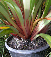 Load image into Gallery viewer, Dianella tasmanica (TR20) PBR TASRED rtm