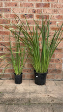 Load image into Gallery viewer, Dietes bicolour African Iris