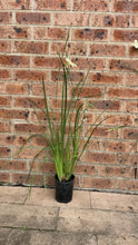 Load image into Gallery viewer, Dietes bicolour African Iris