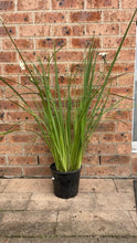 Load image into Gallery viewer, Dietes bicolour African Iris