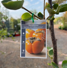 Load image into Gallery viewer, Diospyros kaki Jiro Non Astringent Persimmon