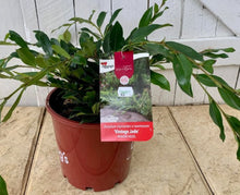 Load image into Gallery viewer, Distylium Vintage Jade