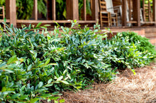 Load image into Gallery viewer, Distylium Vintage Jade