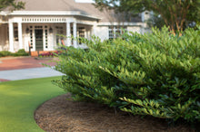 Load image into Gallery viewer, Distylium Vintage Jade