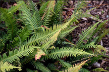 Load image into Gallery viewer, Doodia australis