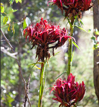 Load image into Gallery viewer, Doryanthes excelsa Gymea Lily