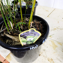 Load image into Gallery viewer, Himalayan Weeping Bamboo