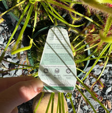 Load image into Gallery viewer, Drosera Assorted Sundew