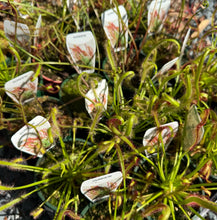 Load image into Gallery viewer, Drosera Assorted Sundew