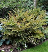 Load image into Gallery viewer, Dryopteris erythrosora Autumn Fern