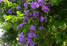 Load image into Gallery viewer, Duranta erecta Geisha Girl (syn. repens)
