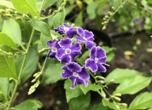 Load image into Gallery viewer, Duranta erecta Geisha Girl (syn. repens)