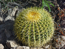 Load image into Gallery viewer, Echinocactus grusonii 'Golden Barrel Cactus'