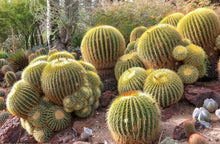 Load image into Gallery viewer, Echinocactus grusonii 'Golden Barrel Cactus'