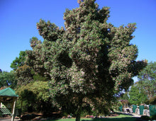 Load image into Gallery viewer, Elaeocarpus reticulatus Pink Form