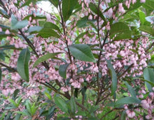 Load image into Gallery viewer, Elaeocarpus reticulatus Prima Donna