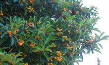 Load image into Gallery viewer, Eriobotrya japonica