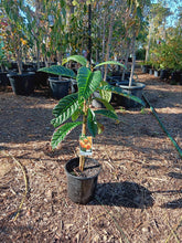 Load image into Gallery viewer, Eriobotrya japonica